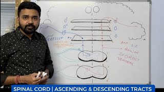 Spinal Cord  Ascending amp Descending Tracts in detail  Dr Krunal Dabhi [upl. by Normak]