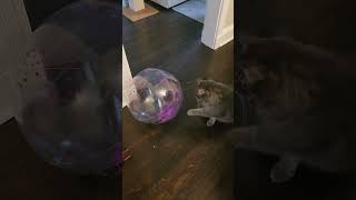 Cats and beach ball fun [upl. by Abott]