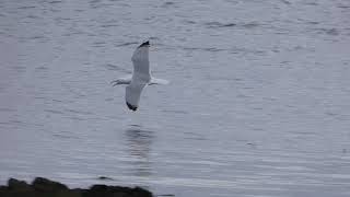 Herring gull calling and flying [upl. by Egoreg558]