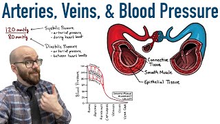 Arteries Veins and Blood Pressure [upl. by Auqined]