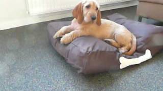 Basset Fauve de Bretagne  Vos op dr Fatboy [upl. by Brody436]