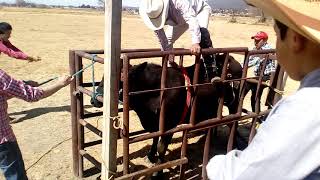 Cala de becerros Rancho los coyotes Arracadas de ixtlahuaca vs cazador [upl. by Clayton44]