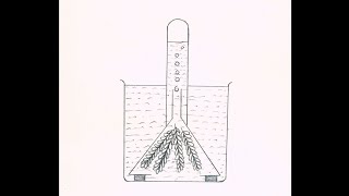 Hydrilla plant experiment drawing  Class 9 biology practical 71 drawing [upl. by Ecnerol]