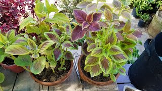 Coleus Plant Care in Summer Heat  How to Protect From Heat Stroke [upl. by Det]