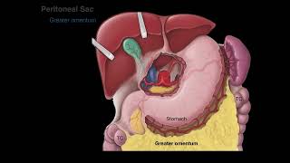 Peritoneum tutorial [upl. by Preiser]