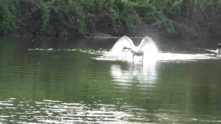 swan vs goose HD [upl. by Anay]