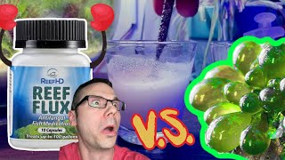 KILL Bubble Algae with Reef Flux  Fluconazole [upl. by Aicelf]