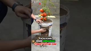 Unique Easy Ways to Grow tomato at Home ✅️🍇 Part 01 🌍 shorts short unique [upl. by Adnwahsor]