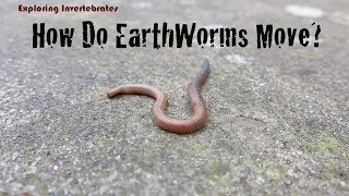 Exploring Invertebrates  How Do Earthworms Move [upl. by Adnerb]