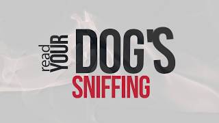 How to Read Your Dogs Sniffing Introduction  Hunters Heart Scent Dog Training [upl. by Kyl]