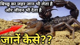 बिच्छू का जहर जान भी लेता है और जीवन भी देता है ऐसा कैसे होता है Scorpion Facts  बिछू से जुड़े तथ्य [upl. by Annad]