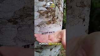 JANGAN Menebang POHON ini❗️⁉️😲 fakta faktaunik faktamenarik hewan animals facts misteri [upl. by Aluino]