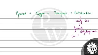 Three major ways for metabolism of pyruvic acid produced in glycolysis are [upl. by Ifok]