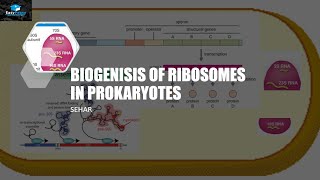 Biogensis Of Ribosomes In Prokaryotes [upl. by Rayburn]