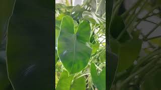 Pokok keladi hiasan Philodendron burlemarxii plants [upl. by Maren]