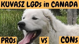 KUVASZ LGD DOGS in CANADA PROs VS CONs Dogs vs natural predators  what makes LGDs really good [upl. by Kit]