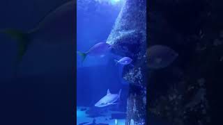 Fishes 🐟 aquarium fishaquarium fish fishtank pets fishfood travel travelvlog traveling [upl. by Turrell]