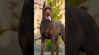 මෙයාගෙ දිවට වෙන දේ 🙉 doberman shortsviral [upl. by Kippy994]