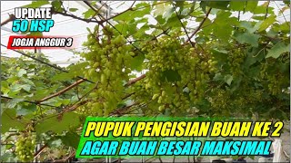 PUPUK PENGISIAN BUAH KE 2 AGAR BUAH BESAR [upl. by Vanzant471]