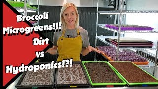 Broccoli Microgreens Dirt vs Hydroponics [upl. by Tereb]