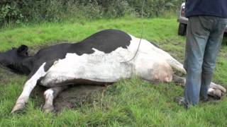 Cow goes down with milk fever [upl. by Einnod]