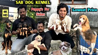 Puppys In New Dog Kannel  Puppys For Sale  Native breeds  BeagleLabradorKanni  4K dogstamil [upl. by Stier]