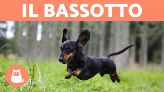 Il BASSOTTO o Dachshund Caratteristiche della razza [upl. by Llednar911]