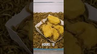 10 000 Mealworms vs MCNUGGETS [upl. by Crandale]