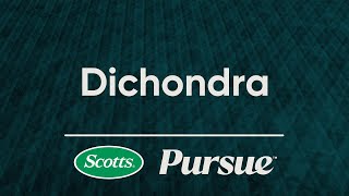 Introduction to Scotts® Pursue™ Dichondra Grass Seed [upl. by Ettennod]