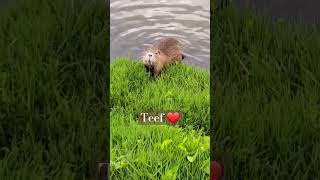 Teef ❤️ nutrias teef adorableanimals funny toocute nature animals [upl. by Nibor]