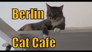 Cat Cafe in Berlin Germany  Pee Pees Katzencafé [upl. by Zonnya]