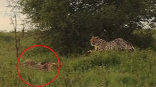 CHEETAH CHASES JACKAL Watch Till End [upl. by Enovahs555]