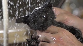 Super Slow Motion Kitten Bathing [upl. by Okire]