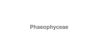 How to Pronounce quotPhaeophyceaequot [upl. by Tnomal]