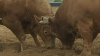 Bull fights another bull in South Korean bullfight [upl. by Ahsika]