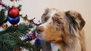 Dog Decorates the Christmas Tree  Pekka the Australian Shepherd [upl. by Maryanne576]