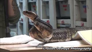 Venom Extraction Cottonmouth or Water Moccasin Snake [upl. by Nella65]