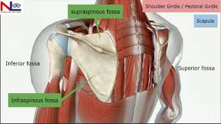 Clavicle and Scapula Anatomy The Pectoral Girdle [upl. by Cyna208]