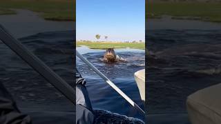 Angry Hippo Chases Speedboat Through Lake Video goes viral [upl. by Anauqahc629]