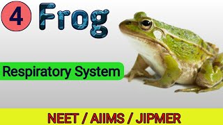 Respiratory System  Frog  Structural org in animals  NEET  AIIMS [upl. by Ellerd]