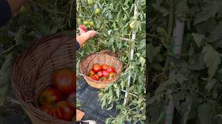 Filling a Basket with Freshly Picked Tomatoes from the Garden asmr tomato satisfying [upl. by Asennav]