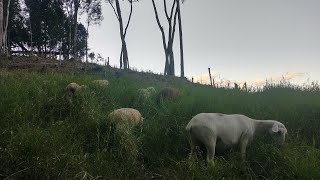 ovelhas na pastagem de Estrela Africana [upl. by Yellat]