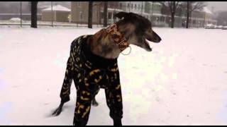 Greyhound in Pajamas Playing in Snow [upl. by Nivlen]