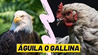 REFLEXIÓN  ÁGUILA O GALLINA  LA DECISIÓN ES TUYA [upl. by Primo158]