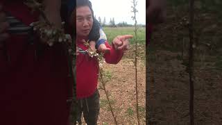 Rainier cherry tree video 2 update [upl. by Hsara726]