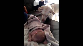 Dog covers sleeping baby up [upl. by Lauritz]