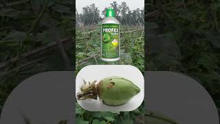 Profex super insecticide कीटकनाशकाचा उपयोग by Agri Farmer short [upl. by Rachel]