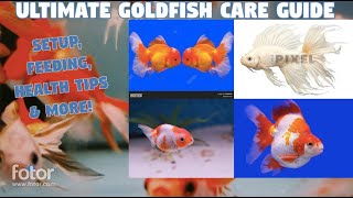 Ultimate Goldfish Care Guide Setup Feeding Health Tips amp More [upl. by Hsizan130]