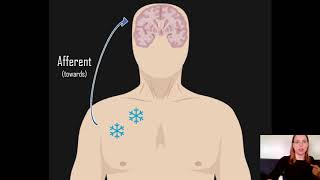 Afferent vs Efferent [upl. by Anilrats]