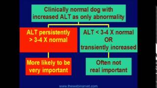 Canine Liver Disease Part 2 [upl. by Lyrret]